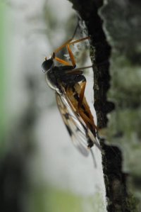 owady-45